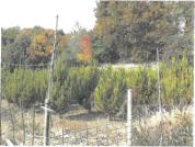 土地 大阪府池田市吉田町１０４番２